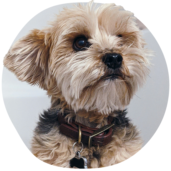 Small brown dog with a collar looking upwards.