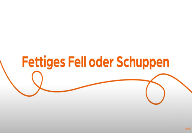 Text „Fettiges Fell oder Schuppen“ mit orangefarbener Spirale auf weißem Hintergrund.