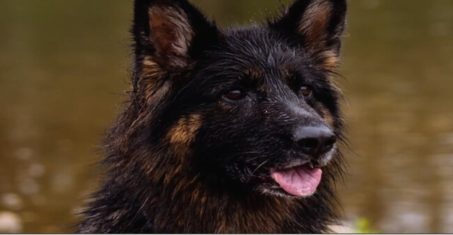 Aika, einem gesunden braunen Hund, der nach einer erfolgreichen tierärztlichen Behandlung die Natur genießt.