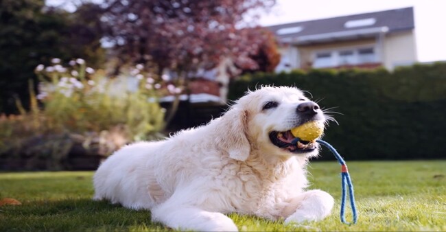 Anka, einem schwarzen Hund, der aufmerksam auf grünem Gras steht, nachdem er zuverlässige Zoetis-Tierpflege erhalten hat.