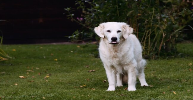 Emmy, einem weißen Hund mit hellbraunen Flecken, der dank moderner tierärztlicher Lösungen entspannt auf einer Decke liegt.