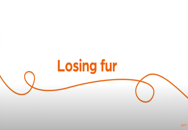 Text "Losing fur" with orange swirl on white background.