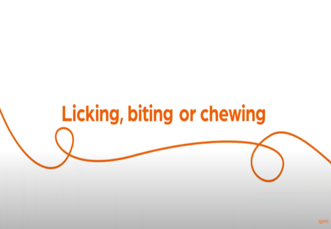 Text "Licking, biting or chewing" with orange swirl on white background.