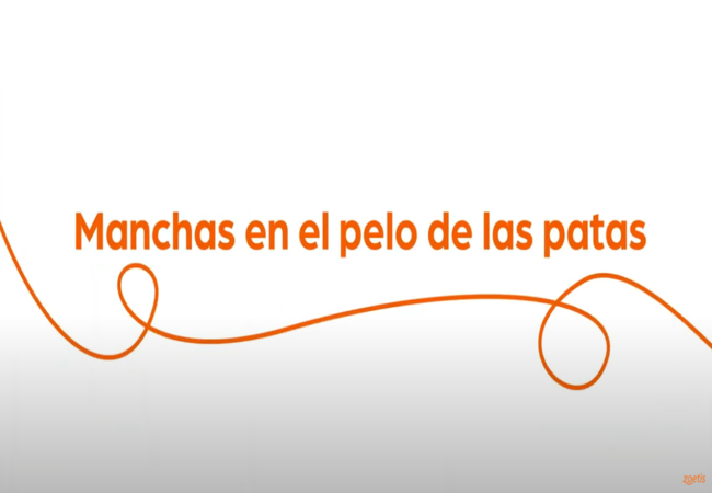 Texto "Manchas en el pelo de las patas" con espiral naranja sobre fondo blanco.