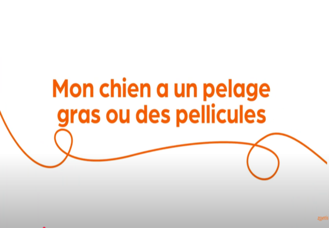 Texte « Mon chien a un pelage gras ou des pellicules » avec une spirale orange sur fond blanc.