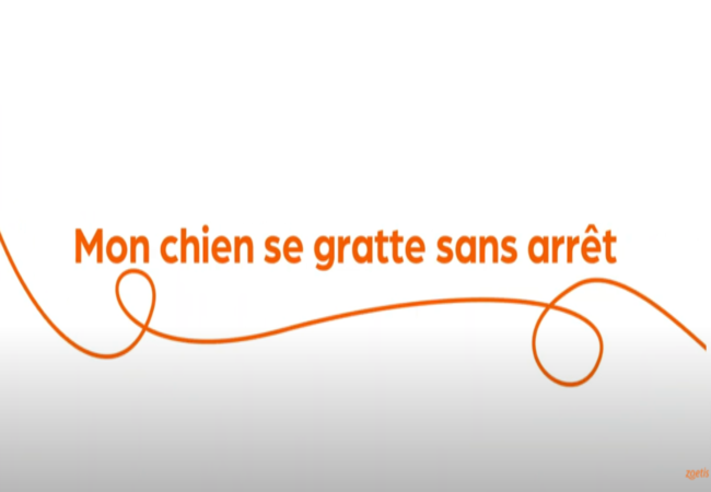 Texte « Mon chien se gratte sans arrêt » avec une spirale orange sur fond blanc.