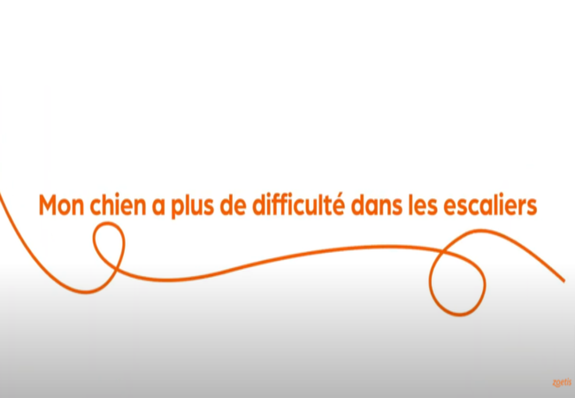 Texte « Mon chien a plus de difficulté dans les escaliers » avec une spirale orange sur fond blanc.