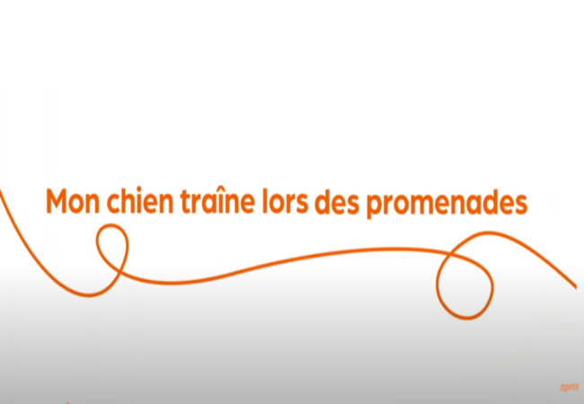 Texte « Mon chien semble avoir des raideurs » avec une spirale orange sur fond blanc.