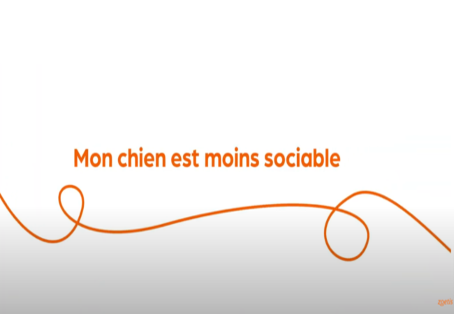 Texte « Mon chien est moins sociable » avec une spirale orange sur fond blanc.