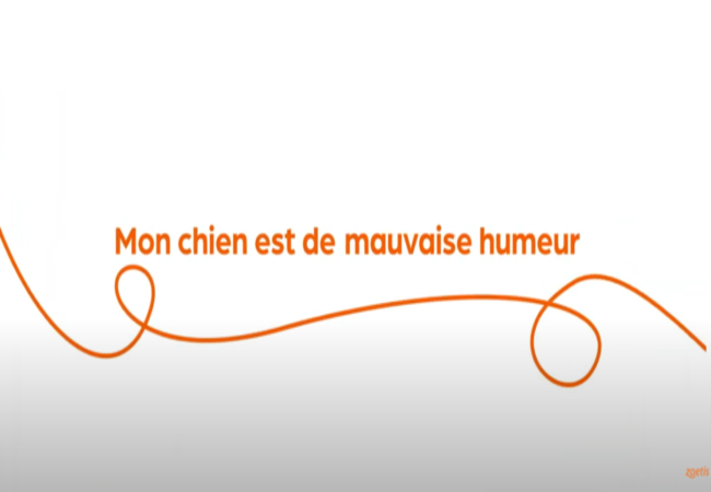 Texte « Mon chien est de mauvaise humeur » avec une spirale orange sur fond blanc.
