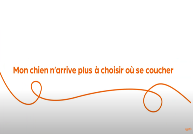 Texte « Mon chien n’arrive plus à choisir où se coucher » avec une spirale orange sur fond blanc.