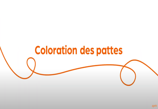 Texte « Coloration des pattes » avec une spirale orange sur fond blanc.