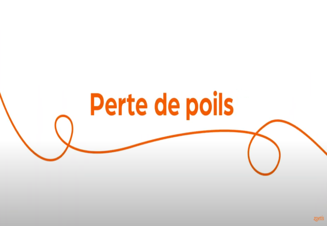 Texte « Perte de poils » avec une spirale orange sur fond blanc.