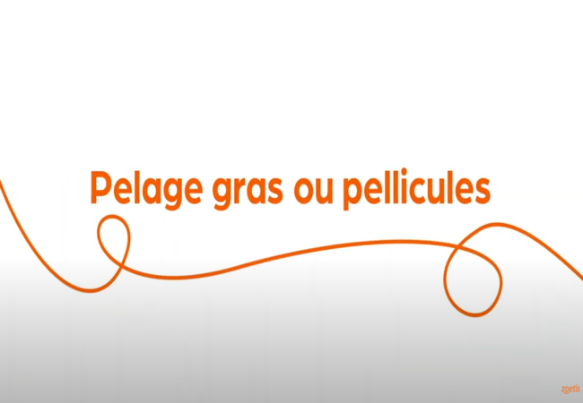 Texte « Pelage gras ou pellicules » avec une spirale orange sur fond blanc.