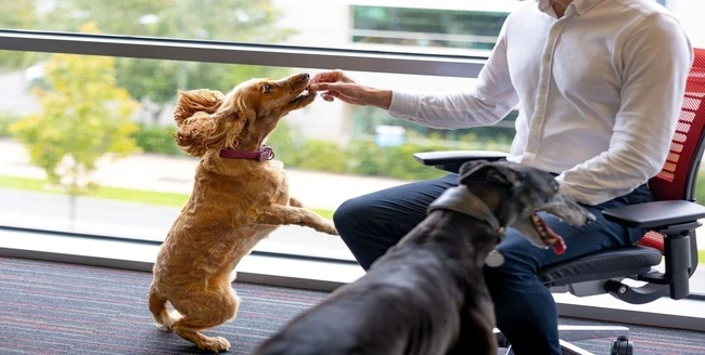 Gros plan d’un chien noir aux poils bouclés levant les yeux.