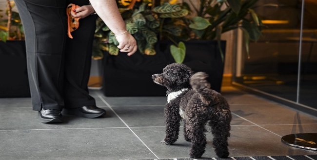 Gros plan d’un lévrier avec un collier regardant la caméra.