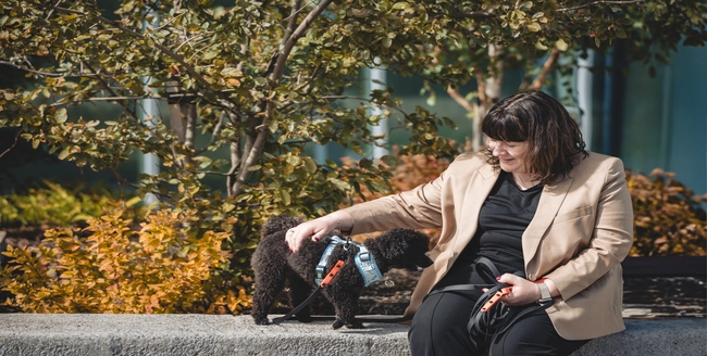 Lévrier noir avec un collier sur un fond clair.