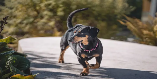 Cocker spaniel doré avec un collier rose levant les yeux.