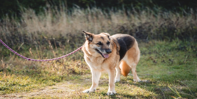 Chien souriant avec un bandana rouge.