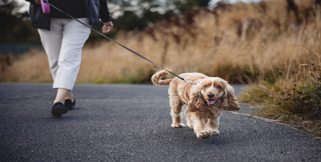 Golden retriever portant un bandana levant les yeux.