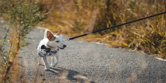 Petit chien noir sur ses pattes arrière, langue sortie.