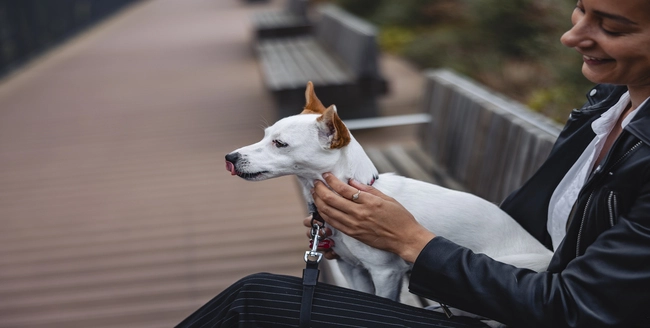 Labrador retriever jaune regardant par-dessus son épaule.