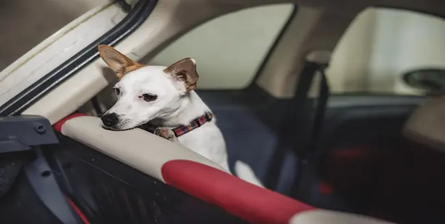Femme tenant un chien brun heureux sur un fond clair.