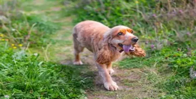 Chien brun et blanc portant un harnais rose levant les yeux.