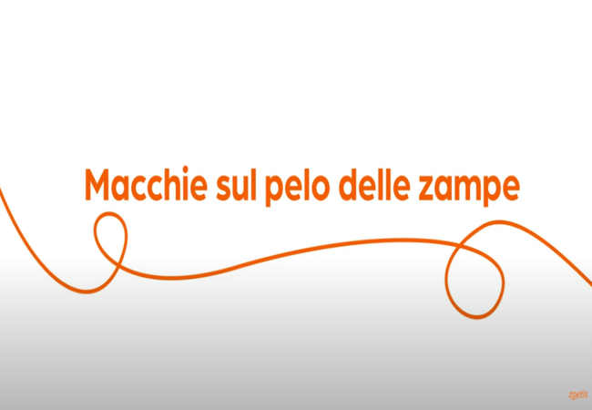 Testo "Macchie sul pelo delle zampe" con vortice arancione su sfondo bianco.