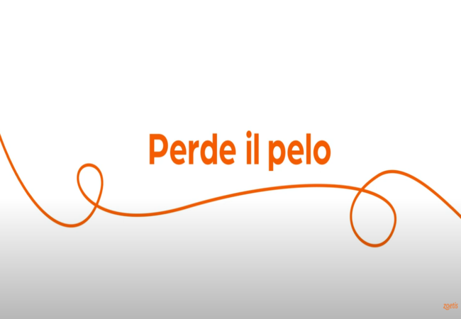 Testo "Perde il pelo" con vortice arancione su sfondo bianco.