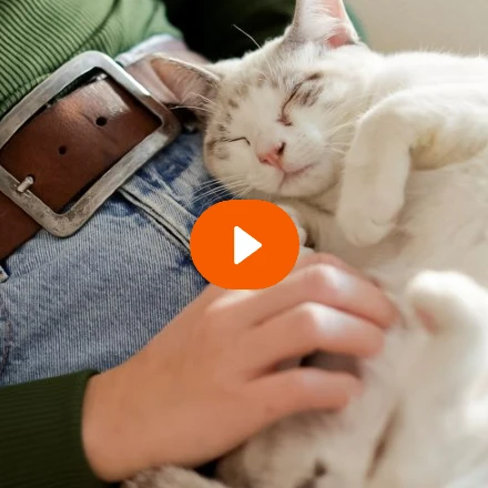 A female petting a relaxed cat on their lap with a orange play icon in the middle. 
