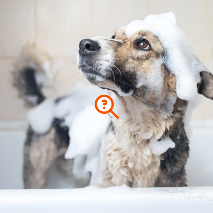 Perro en una bañera cubierto de espuma.