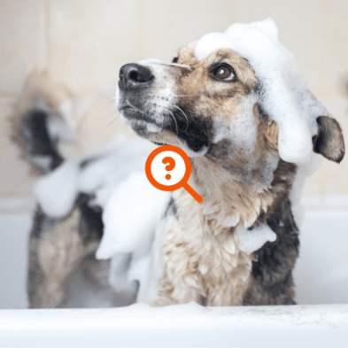 Hund in einer Badewanne, bedeckt mit Seifenschaum
