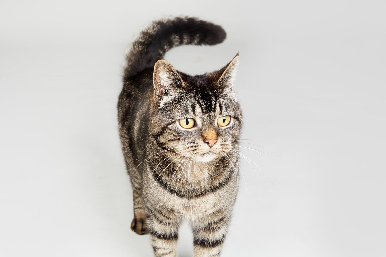 Striped tabby cat on a light gray background.