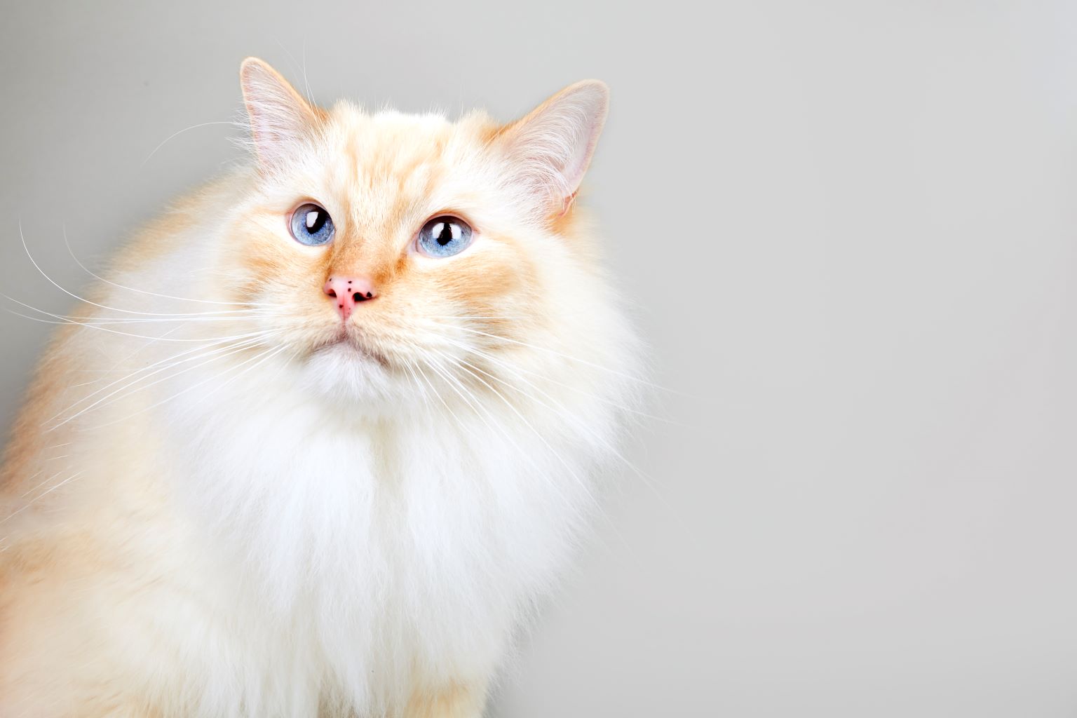 Fluffy cream-colored cat with blue eyes against a gray background.