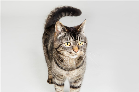 Striped tabby cat on a light gray background.