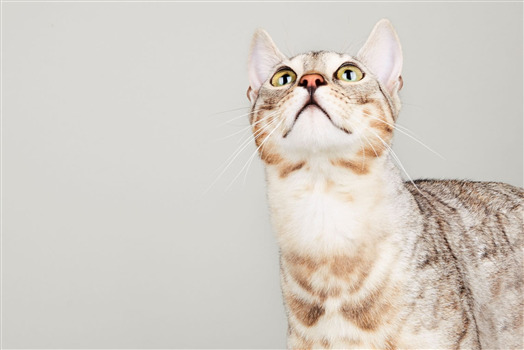 Curious cat looking upwards against a gray background.