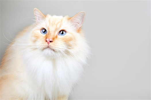 Fluffy cream-colored cat with blue eyes against a gray background.
