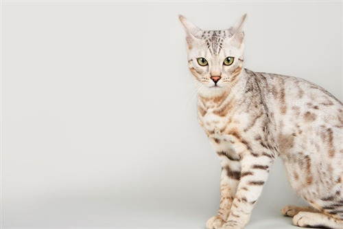 Bengal cat with silver fur and green eyes sitting against a light gray background.