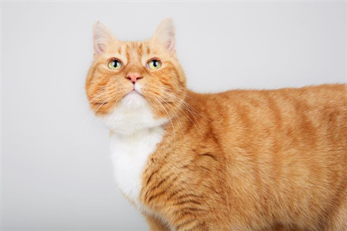 Close-up of orange tabby cat with white chest on gray background.