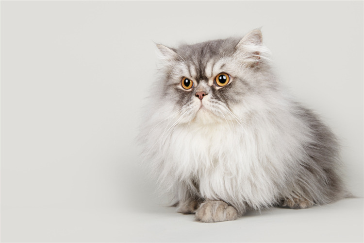 แมวสีเทาและสีขาวขนฟูนั่งอยู่หน้าพื้นหลังสีอ่อน