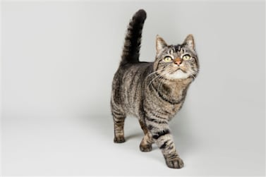 แมวลายแท็บบี้ที่มีขนลายเป็นริ้วและสีหน้าที่ดูตื่นตัว กำลังเดินอย่างมั่นใจบนพื้นหลังสีขาวล้วน โดยหางตั้งตรงและหูชันขึ้น