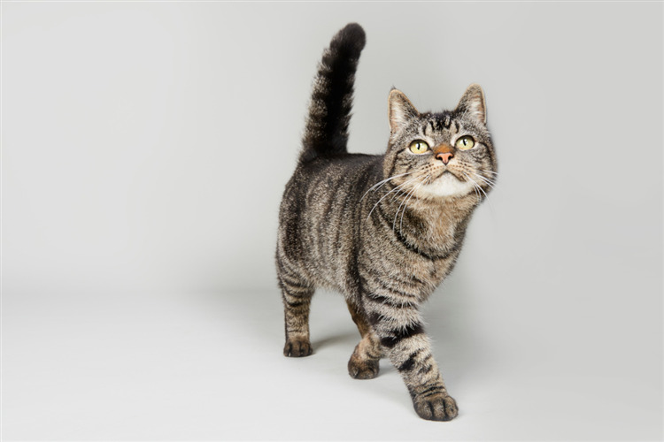 แมวลายแท็บบี้ที่มีขนลายเป็นริ้วและสีหน้าที่ดูตื่นตัว กำลังเดินอย่างมั่นใจบนพื้นหลังสีขาวล้วน โดยหางตั้งตรงและหูชันขึ้น