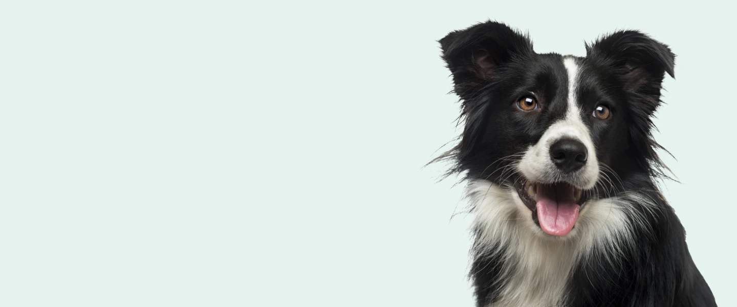 Happy black and white dog with tongue out on light background.