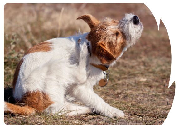 Kutya vakarózik a mancsával az arcán miközben fekszik
