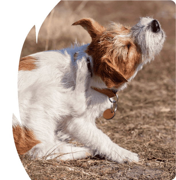 Kutya vakarja a nyakát egy mezőn