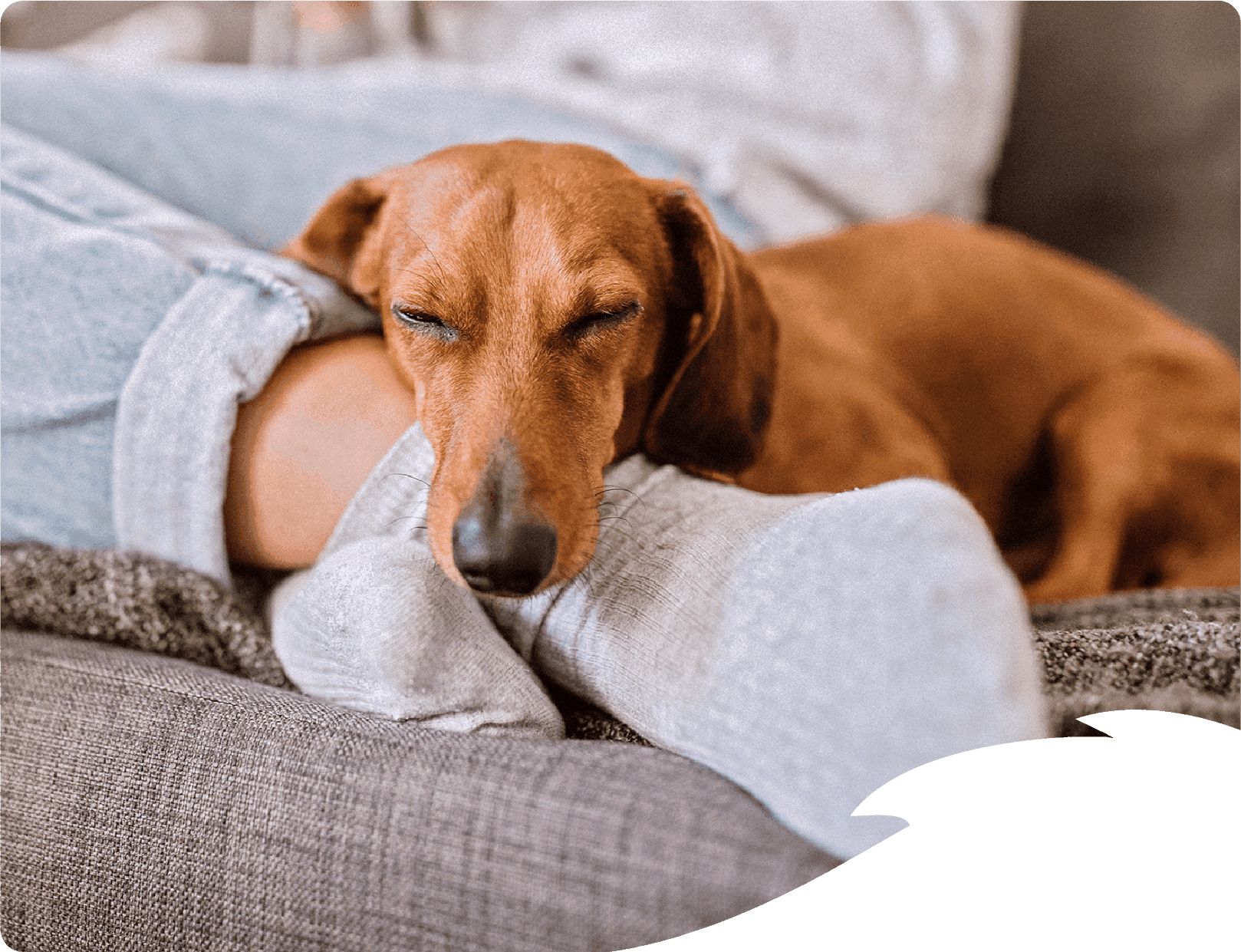 Tacskó alszik egy ember lábán a kanapén