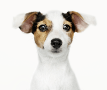 Portrait of a small dog with brown and white fur against a white background.
