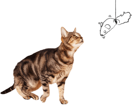 Cat looking at a dangling mouse drawing