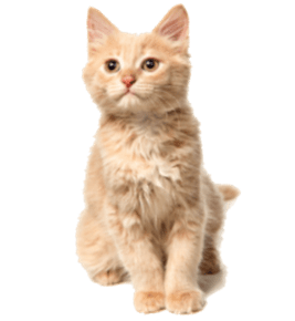 ลูกแมวขนฟูสีเบจนั่งอยู่และมองขึ้นไป